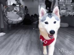 -Husky Go! 哈士奇体验馆·宠物咖啡厅狗咖