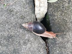 -深圳仙湖植物园-停车场