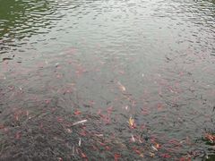 -黄花溪