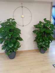 -酉嘉瑜伽YO+YOGA