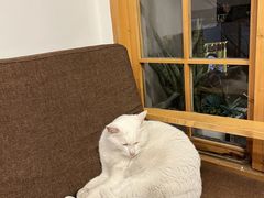 -猫的天空之城概念书店(苏州平江店)