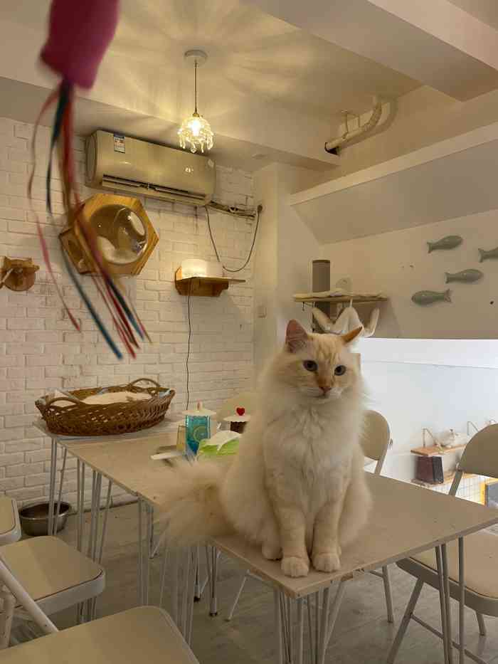 三月猫咖-"#济南亮v有福利# 好了我必须得修改点评."-大众点评移动版