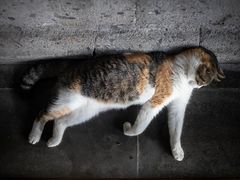 -龙华寺