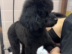 -FAELING PETS美天灵宠物(富力广场店)