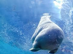 -珠海长隆海洋王国