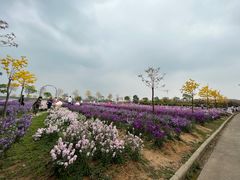 -天适樱花悠乐园