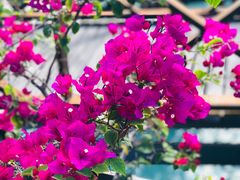 -卡帕莱度假村(西巴丹岛)