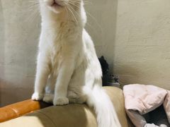 -藏猫猫咖啡主题馆(中央大道店)