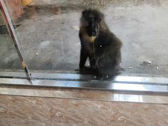 -石家庄市动物园