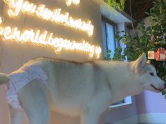 -Husky Go! 哈士奇体验馆·宠物咖啡厅狗咖