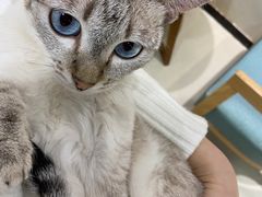 -藏猫猫咖啡主题馆(中央大道店)