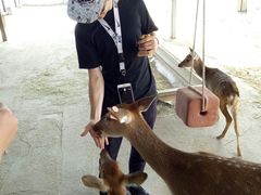 -鹿境梅花鹿生态园区