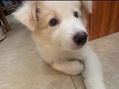 -宠颐生汉谟拉比宠物医院