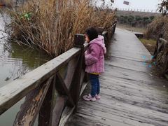 -合肥滨湖国家森林公园