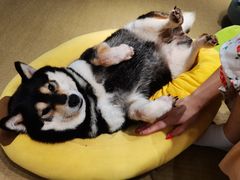 -逗柴咖啡屋·狗咖猫咖宠物桌游