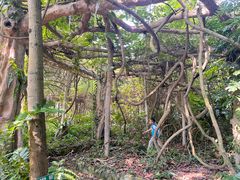 -广西壮族自治区药用植物园