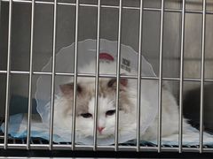 -科道动物医院·急重症中心(万达院)