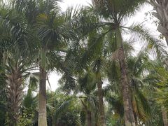 -深圳仙湖植物园