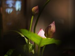 -白鹭原茶艺馆