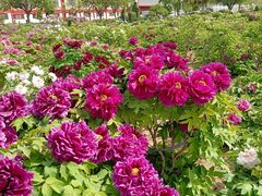 -曹州百花园
