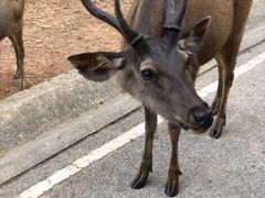-清迈夜间动物园