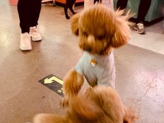 -百好乐宠物友好餐厅(朝外大街店)