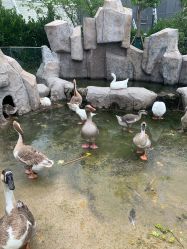 -造物庄园 萌宠纪(苏州湾歌林公园店)