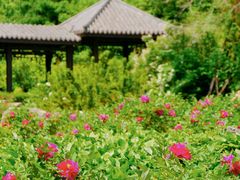 -黑龙江省森林植物园