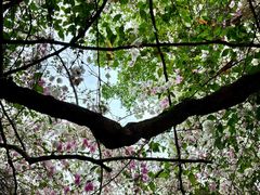 -深圳国际园林花卉博览园