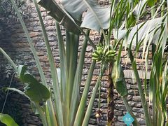 -济南植物园