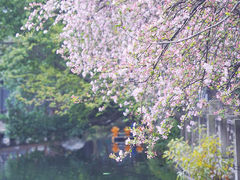 -棠湖公园
