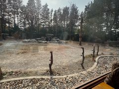 -上海野生动物园老虎餐厅