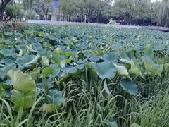 -荷花公园
