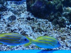 -海合安武汉极地海洋公园