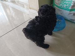 -子乐宠物医院
