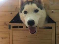 -Husky Go! 哈士奇体验馆·宠物咖啡厅狗咖