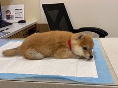 -萌兽医馆·犬猫专科·眼科中心·宠物医院(朝阳门分院)