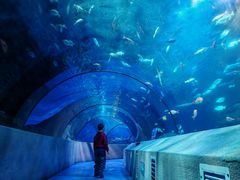 -太平洋海底世界