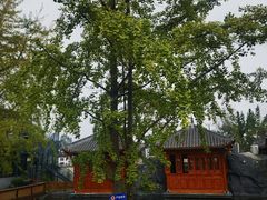 -九尺赵老四鲜鹅肠火锅