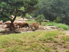 -北京野生动物园