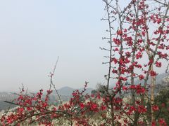 -樱桃山旅游景区
