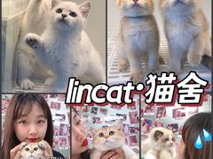 -lincat·猫舍(广州店)