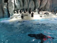 -帝企鹅自助餐厅•儿童岛•真企鹅(长隆企鹅酒店)