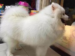 -彩虹桥宠物火化殡葬善终服务(金乐大厦店)