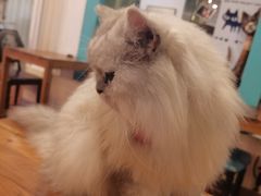 -猫小院猫主题咖啡厅(北锣店)