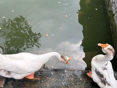 -苏州文庙(姑苏区)