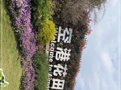 -空港花田景区