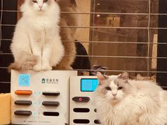-楼上猫咖(罗湖店)