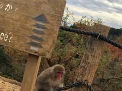 -岚山猴子公园