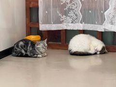 -共舞时光猫咖·狗咖(新街口店)